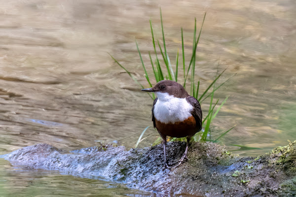 Dipper