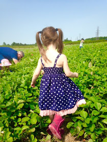 strawberry picking at Lindley's Farm