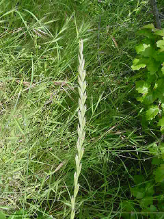 Leymus triticoides Plant