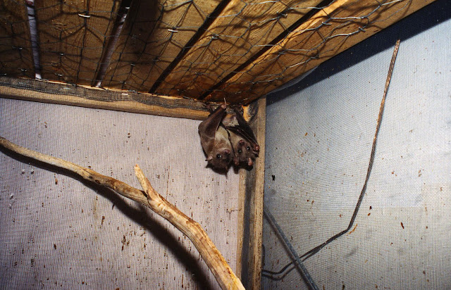 Pet Bat: PET BAT INFORMATION