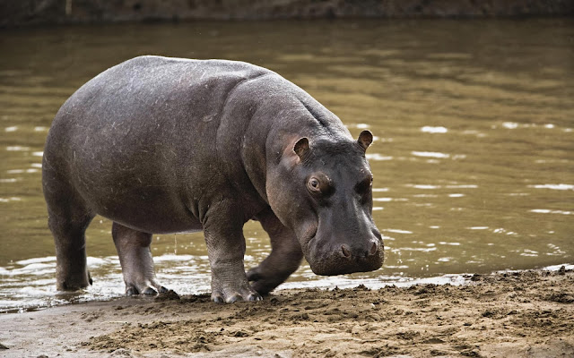 Big Hippopotamus