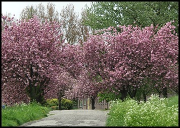 Bloeiende bomenbomen