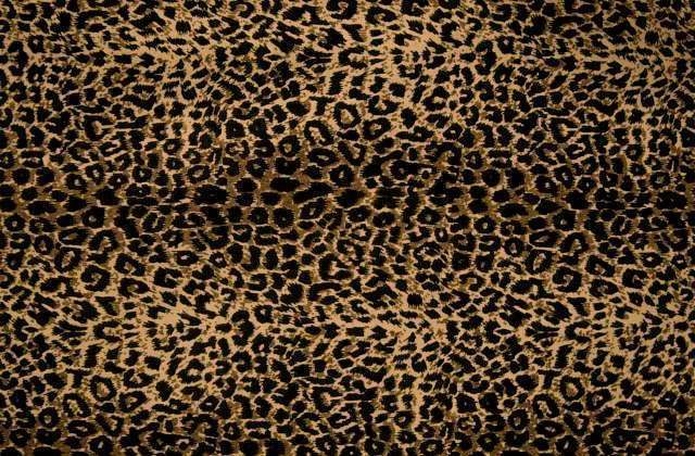 sleepy cheetah animal print