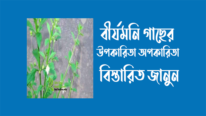 নিম গাছের ছাল উপকারিতা অপকারিতা : Benefits and Uses