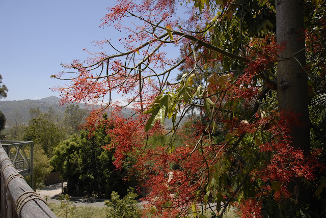 tree with red leaves at safari park: LadyD Books