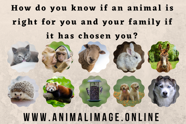 How do you know if an animal is right for you and your family if it has chosen you?