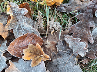 Autumn leaves, in different shades of brown and yellow, on the ground, covered in a layer of frost.