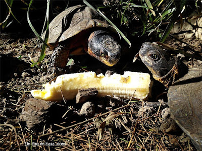 Tortugas de bosque comiendo plátano