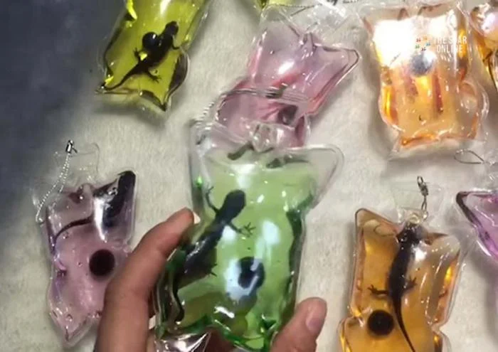 Keyrings With Live Animals