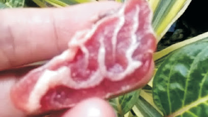 daging lafadz Allah, daging sapi berlafadz Allah, daging lafaz Allah, daging sapi berlafal Allah