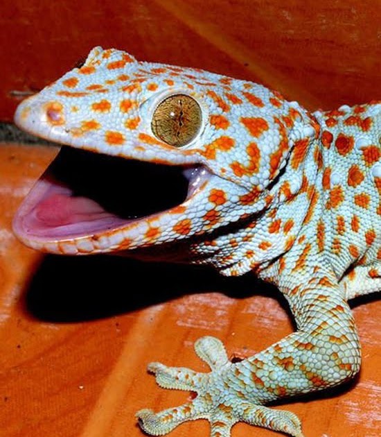 Blog kayu: Tokke a.k.a Gecko