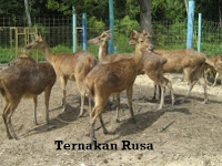 TERNAK RUSA - BERI PULANGAN BAIK?