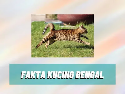 fakta kucing bengal