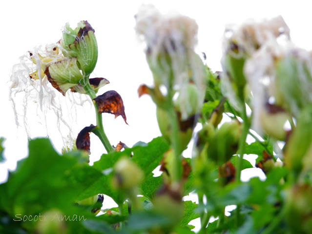 Trichosanthes bracteata