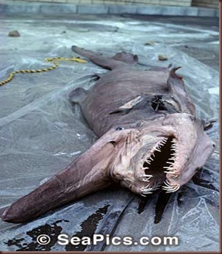 Amazing Animal Pictures Goblin Shark (5)