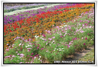 東部華僑城-茶溪谷度假公園-濕地花園(Wetland Garden, Tea Stream Valley, OCT East)