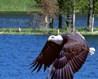 eagle wallpaper animal aves species hawk