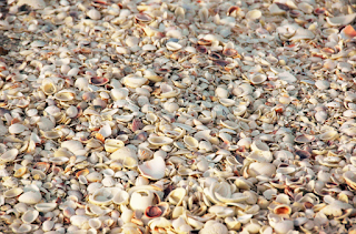 Shells in Senegal coast of west africa