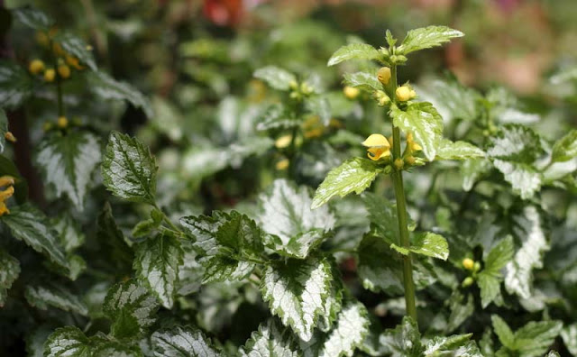 Yellow Archangel Flowers Pictures