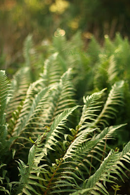 ferns