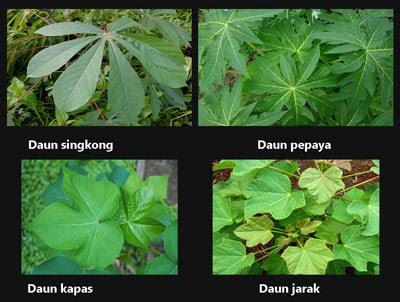  semua flora mempunyai daun meskipun ada juga flora yang tidak mempunyai daun menyerupai  Bentuk-bentuk Tulang Daun pada Tumbuhan Hijau