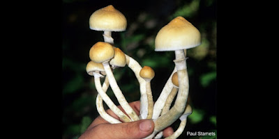 THIS is the Psilocibin Mushroom Now Decriminalized in Oakland, California and Denver, Colorado!