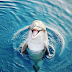 The Galactic Federation of Light: Dolphin and Whale Civilization | Liberty