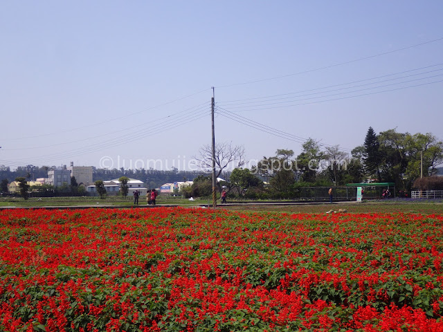 Zhongshe flower market taichung