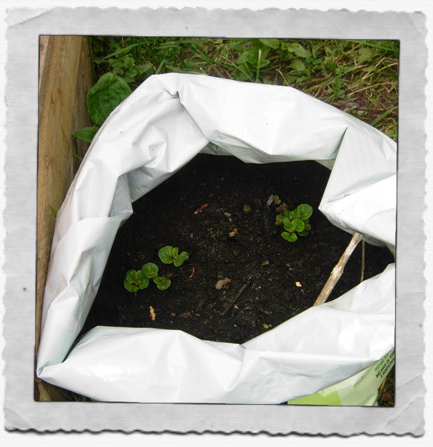 Growing Potatoes In Containers