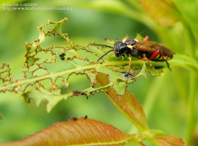 http://www.biodiversidadvirtual.org/insectarium/Macrophya-%28Pseudomacrophya%29-hispana-Konow-1904-img347738.html