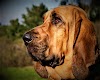 Bloodhound dog history, characteristics of the breed, price, breed information, description, personality, teaching, common diseases and care.