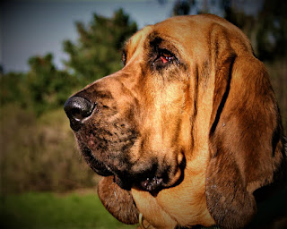 Bloodhound History For many years, humanity has known dogs that are able to hunt down animals only by subtle smell. The bloodhound breed belongs to this type, although the first reliable evidence (a poem by Sir Humphrey de Bohun) of their existence dates back to 1350.  In those distant times, bloodhound was used exclusively for hunting, primarily boar, elk, and deer, and it was mostly kept to know, as well as some priests who were fond of hunting. And despite the fact that there is no earlier evidence of the breed under this name, the forerunners of the breed, the dogs of St. Huber existed before.  After all, St. Huber lived at the end of the 7th century and was a fanatical hunter, and his addiction he partly retained even going to the monastery after the death of his wife. He is still revered as the patron saint of hunters and some elderly people in France to this day sometimes call the Bloodhounds the dogs of St. Huber.  In England, these pets got in 1066, on the ships of William the Conqueror. For several centuries, they were highly regarded in England, and Queen Elizabeth I kept a whole flock of such dogs. One of them William Shakespeare described in his work "A Midsummer Night's Dream". In addition to the ability to hunt down prey, they were also greatly valued for the opportunity to follow the trail of man and used to hunt down criminals.  The breed has always been popular among the aristocracy, in addition, these dogs supported and the royal family.  In modern times, this breed is considered quite rare, while used in law enforcement and search and rescue services, due to its keen sense of smell. Bloodhound also participates in exhibitions around the world and is recognized by all the world's official cytological federations.   Characteristics of the breed popularity                                                           08/10  training                                                                01/10  size                                                                        07/10  mind                                                                     01/10  protection                                                          02/10  Relationships with children                         10/10  Dexterity                                                             07/10     Breed information country  Belgium  lifetime  10-12 years old  height  Males: 64-69 cm Bitches: 58-64 cm  weight  Males: 41-50 kg Suki: 36-45 kg  Longwool  Short  Color  redhead, reddish-brown, fawn, black with red-covered  price  750 - 1400 $     https://petdogi.blogspot.com/  https://petdogi.blogspot.com/  https://petdogi.blogspot.com/  Description The bloodhound dog has a strong physique, good musculature, and a massive head. Most of the folds are on the muzzle and in the head area. The ears are small. The limbs are of medium length, the tail is medium, and the hair is short.     Personality The breed of a hound dog, despite its forbidding look and size, loves folks pretty much. And even taking into consideration the very fact that with the assistance of those dogs to the present day catch fugitive criminals and search out banned trespassers, love for folks remains a vital attribute of the character of those animals.  Another thing is that in the past they were used by slave owners and specially nurtured in dogs' hatred and bloodthirsty. By the way, it is because of their attitude to people, now these dogs are practically not used as watchmen and for protection, although if the offender tries to attack you, your pet will certainly stand up for you. However, despite their devotion and love, they can be wayward enough and sometimes act on their own.   With strangers, if it is a family friend, the dog at first contact is likely to behave shyly, but, it takes place with a closer acquaintance with the person. Children are perceived well, kindly, cases when these animals were aggressive with the child, can be counted on the fingers - it is a huge rarity.  Bloodhound has a fairly high level of energy, although it is not fidgeting, and therefore needs exercise and daily walks. By the way, on the street becomes an obvious instinct of the persecutor and hunter - the dog searches for interesting smells and constantly breaks to follow them, so the owner should be vigilant. In addition, it is necessary to maintain the tone of the musculature.  The Bloodhound dog is perfect for keeping in a private house with its own yard, but it may well get along in the apartment. These animals are quite attached to their family, and therefore leaving them for a long time with friends is not a good idea. If you travel a lot and doing it together with your four-legged friend is not possible, it is better to pick up another Dog breed.  Some bloodhounds can bark loudly and a lot in an agitated state, while others, on the contrary, do not tend to cast a voice, you can't guess. In general, the breed is different in obedience, although their own character must get used to. The main thing, do not try to take the dominant position solely from a position of strength - it will not only negatively affect the character of the pet, but also in principle will build a relationship with the animal not as a friend, but as a subordinate.     Teaching The breed of a bloodhound, in general, quite positively perceives the process of training, although their independent nature can sometimes make its own adjustments. Try to build a relationship with your dog on the fact that the training process is an interesting occupation in every way.  That is if you see that the dog begins to get bored, try to translate everything into the format of the game, give it a good taste, and generally defuse the situation by motivating your pet, so that the classes were a dog to his liking, and not because she was forced to do so.  When learning, you need to be patient, positive and have a good sense of humor.     Care The breed of bloodhound dog has a short coat, and therefore it should be combed once a week. That's usually enough. Eyes from sediment should be cleaned daily, ears are usually cleaned 2-3 times a week. The claws are trimmed three times a month, you need to bathe the dog at least once a week. Among other things, watch for the cleanliness and condition of the skin folds.     Common diseases Bloodhound is a relatively healthy breed, but some diseases occur in these dogs. These include:  hip dysplasia is a hereditary disease; elbow dysplasia; hypothyroidism; Ectropion; entropion - usually manifested at the age of six months; epilepsy; gastro-dilatation Volvulus (inflating of the stomach); folding dermatitis - a skin infection caused by friction or moisture retention in the folds of the skin.
