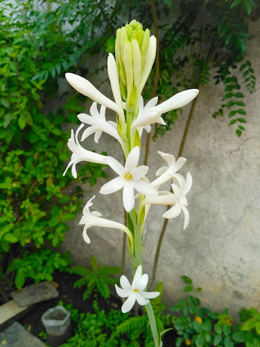Aniket Dabhade VU3LOL - Nishigandha Garden flower 7