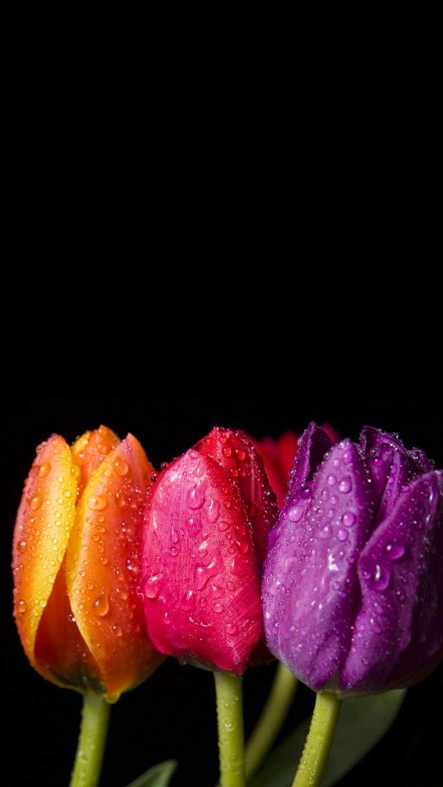 Beautiful purple tulips iPhone 6 Wallpapers | Flowers ...