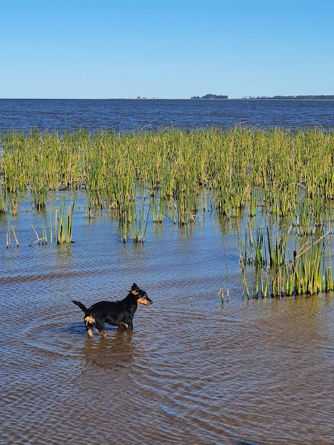 Bañado del Yacaré, Uruguai