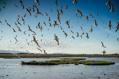 Birds at Palo Alto Baylands Park