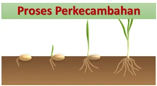 Proses Perkecambahan, Perbedaan Perkecambahan Hipogeal dan Epigeal