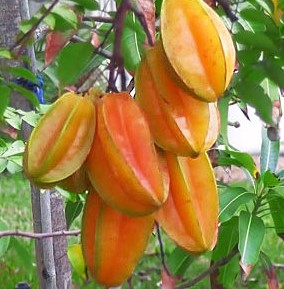 jual bibit belimbing bangkok merah buah cocok untuk ditanam Payakumbuh