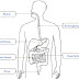 6 Organ Utama Sistem Pencernaan Pada Manusia Beserta Penjelasannya