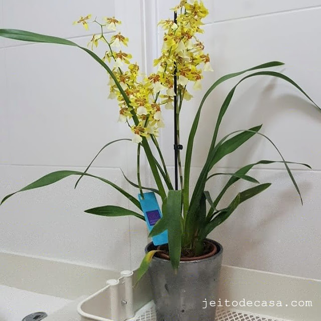 orquidea-amarela-perfumada