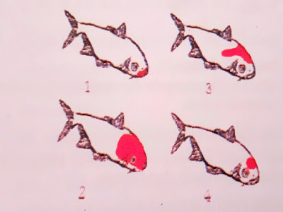 Gambar Jenis Ikan Koi Berdasarkan Pola Warna Kepala Koi