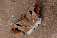 Abaratha angulata