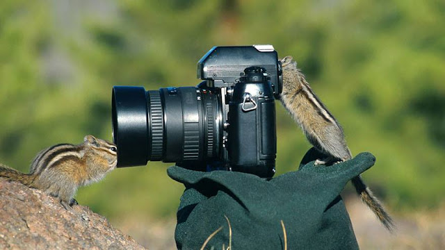 Animals That Want To Be a Photographers