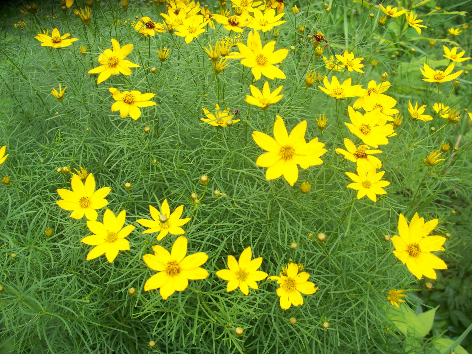 8 types of flowers Coreopsis Flower Leaves | 1600 x 1200