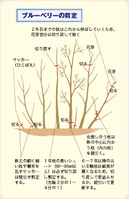 雑草戦争 ブルーベリー剪定の纏め