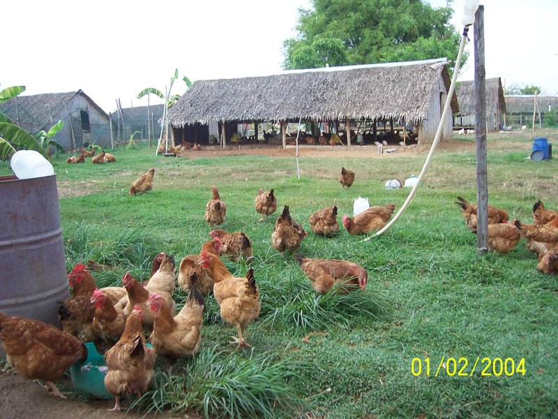 There's Money in Green: Raising Free Range Chicken