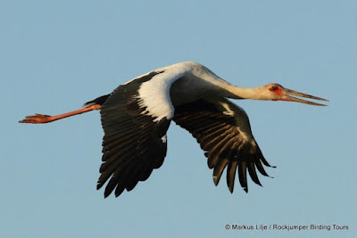 CIconia maguari