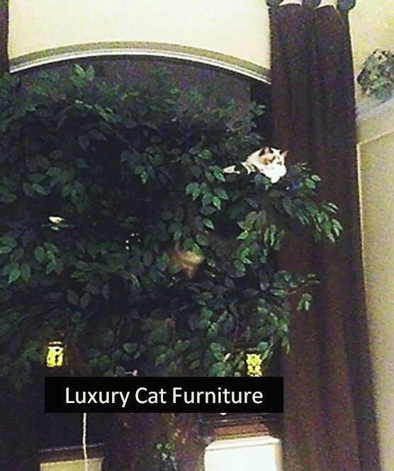 Luxury Cat Furniture