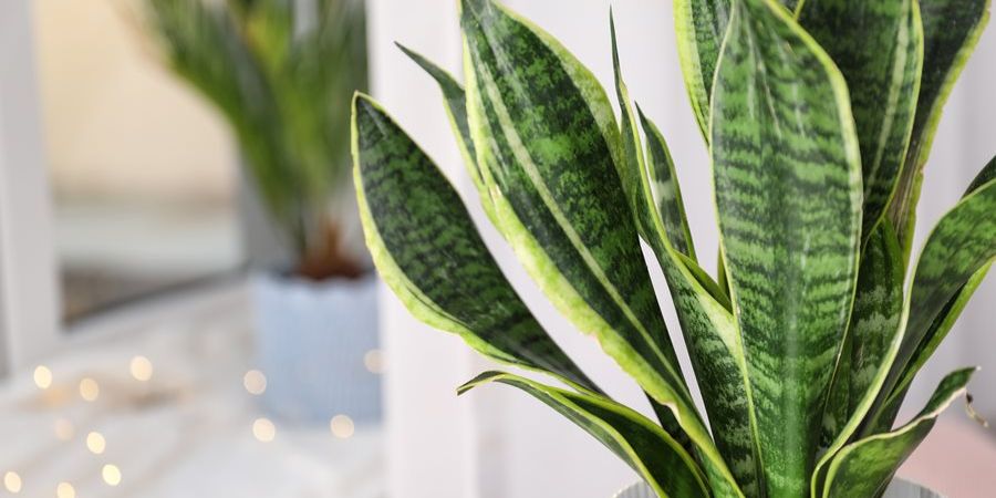 Snake Plant (Sansevieria Trifasciata)