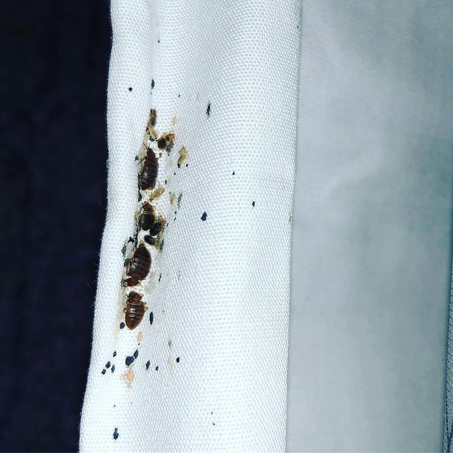 show pictures of bed bugs